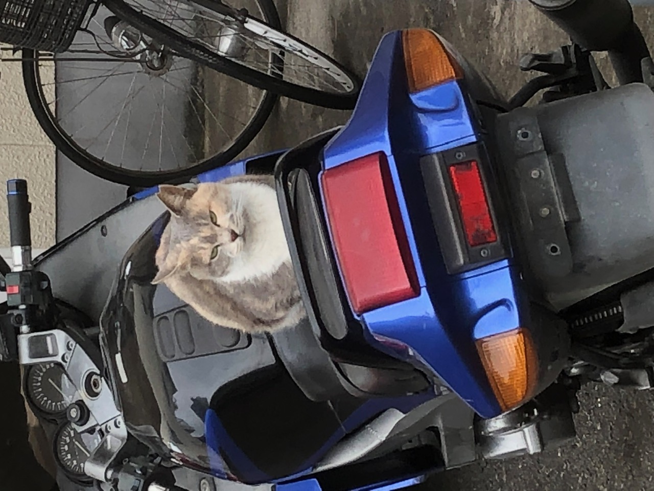 neko106